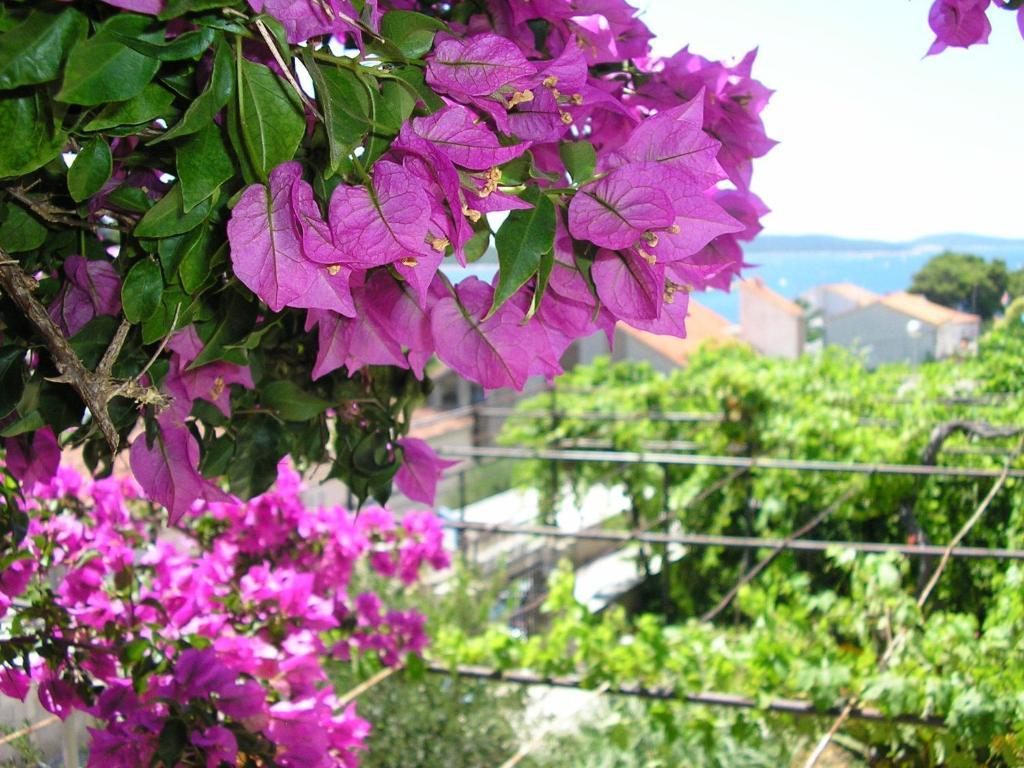 Villa Jadranka Hvar Town Exterior foto